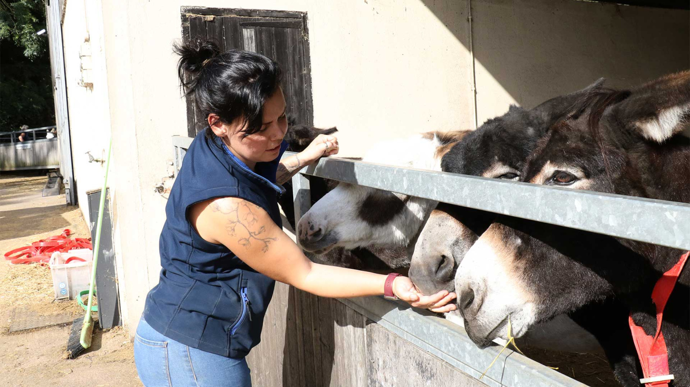 Gemma Lane feeding donkeys at Paccombe Farm