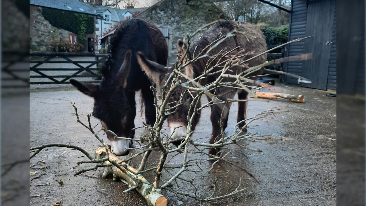 Guardian donkeys Gwen and Gemma with an ash tree