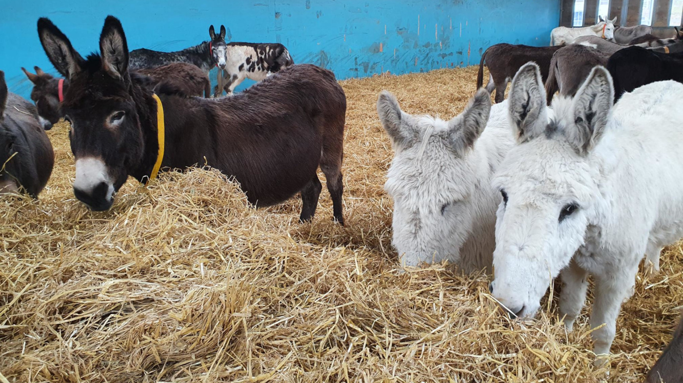 Gilly, Holly and Snowy eating hay together