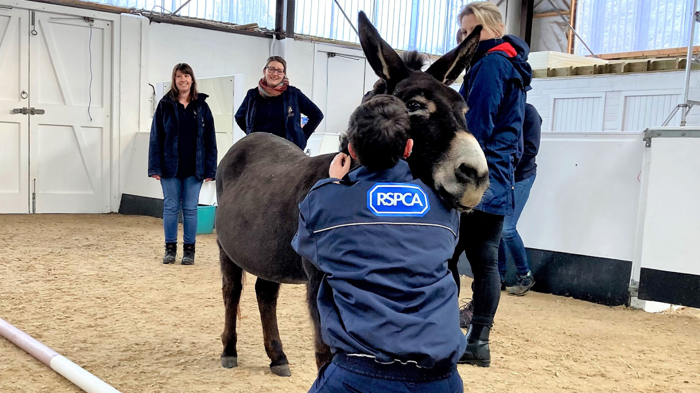 Donkey Leo with RSPCA Equine Officer on wellbeing day.