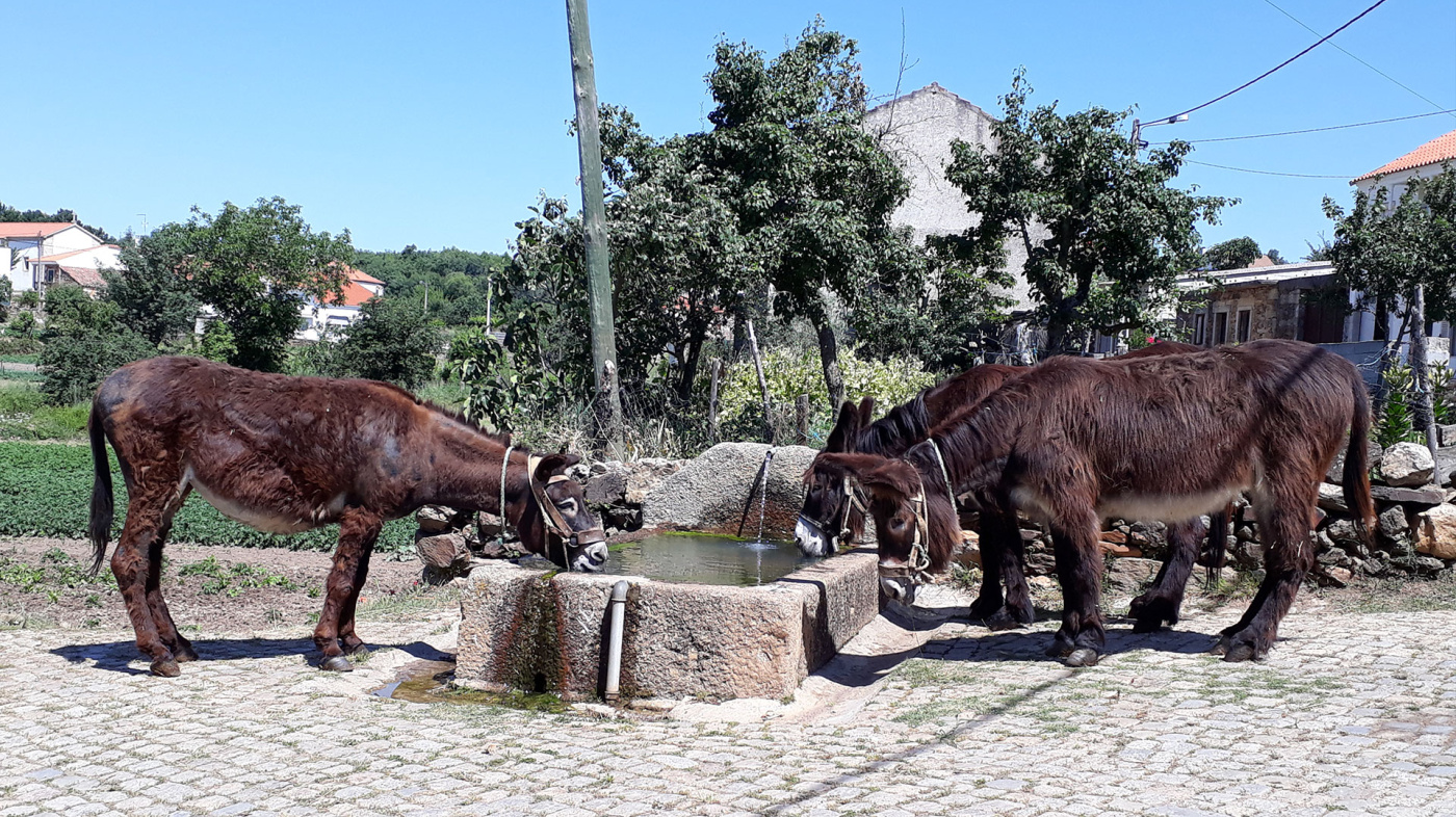 Working donkeys drinking from a communal water point in Portugal.