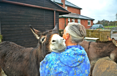Rehome a donkey