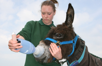 Donkey with inhaler