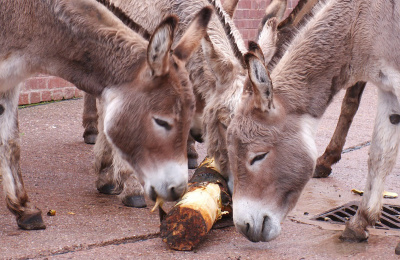 Donkeys chewing non-poisonous log - cropped