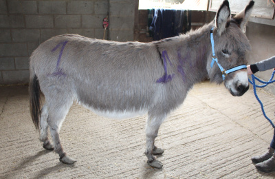 Donkey taken into possession by RSPCA