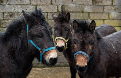 Three Scottish mules