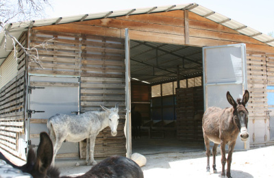 Shelter at The Donkey Sanctuary Cyprus
