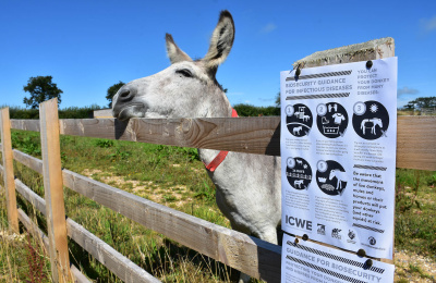 Biosecurity poster with donkey
