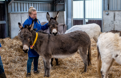 Donkeys at the Rehoming Unit growing in confidence