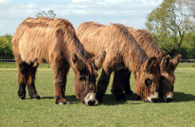 Poitou donkeys
