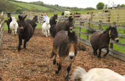 Town Barton mules