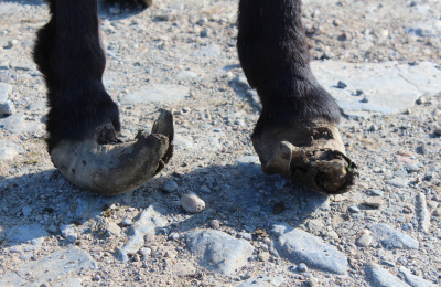 Carluke rescue donkey's hooves
