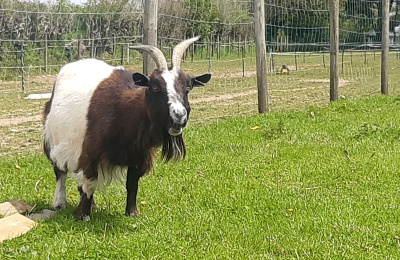 Monica the pygmy goat