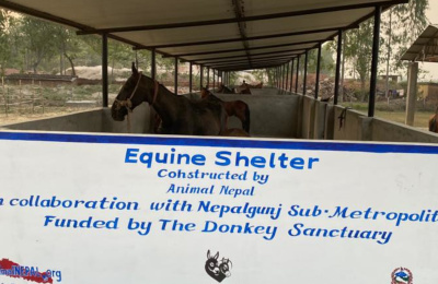 Equine shelter constructed by Animal Nepal in collaboration with Nepalgunj Submetropolitan, funded by The Donkey Sanctuary