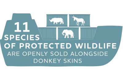 11 species of protected wildlife are openly sold alongside donkey skins