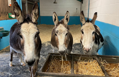 Three donkey's, Laura, Big Ears and Snowy, inside barn