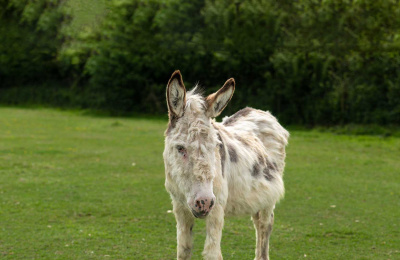 Adoption donkey Walter in a field at The Donkey Sanctuary Sidmouth
