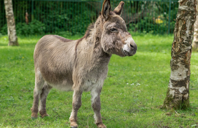 Adoption donkey Hector standing in field.