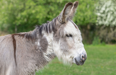 Adoption donkey Sam standing in a field.