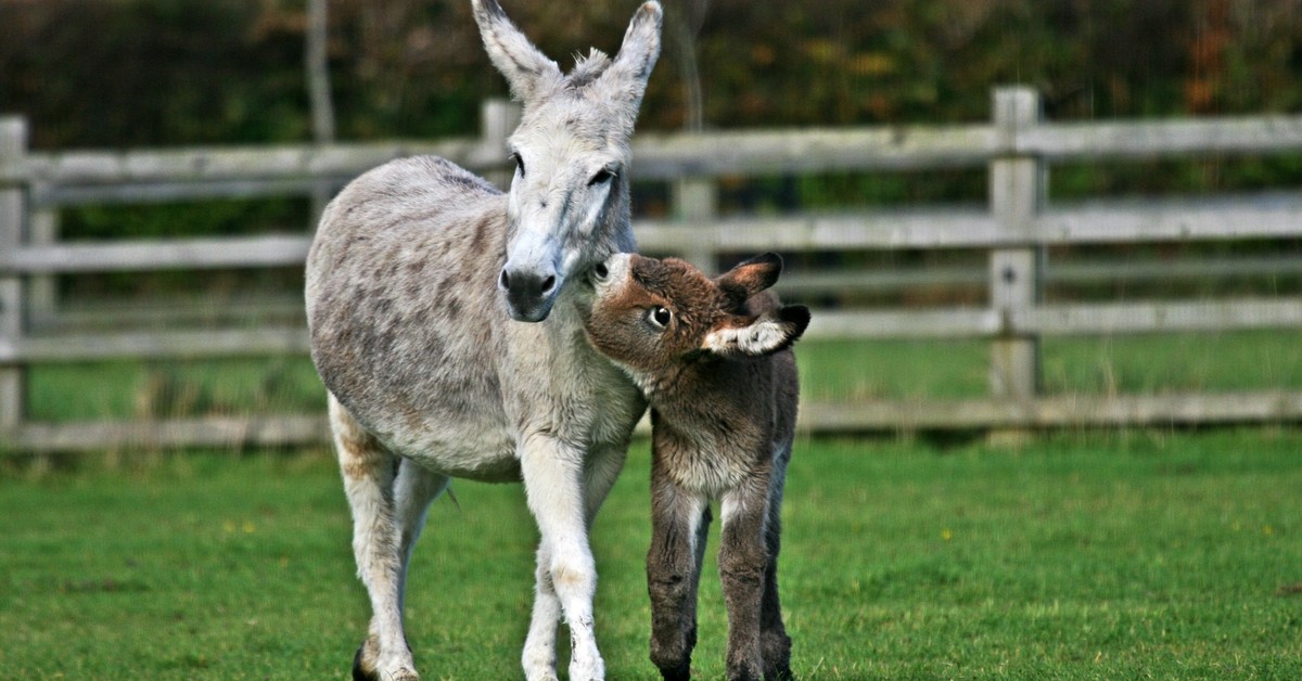 Donkey Foal Donkey Foal