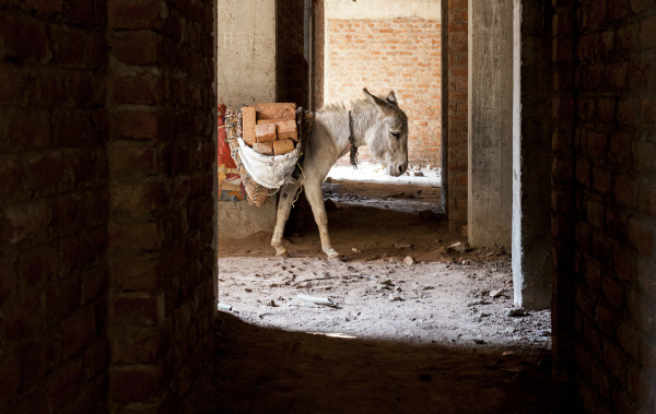 A working donkey carrying bricks