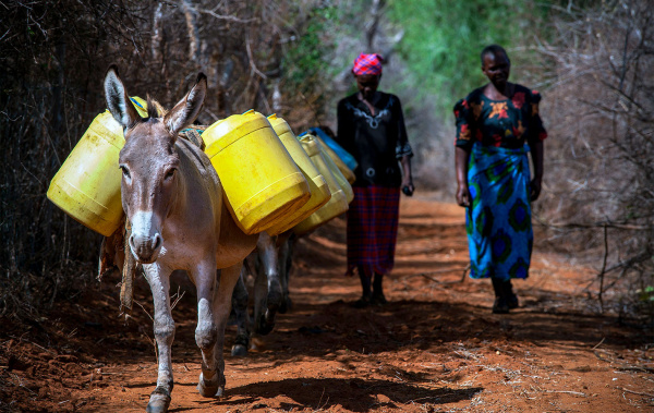 Donkeys carrying water in Kenya