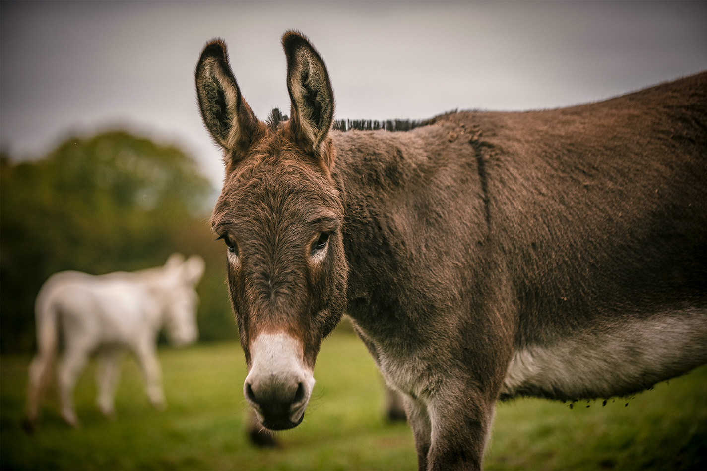 How to protect the welfare of working donkeys | The Donkey ...