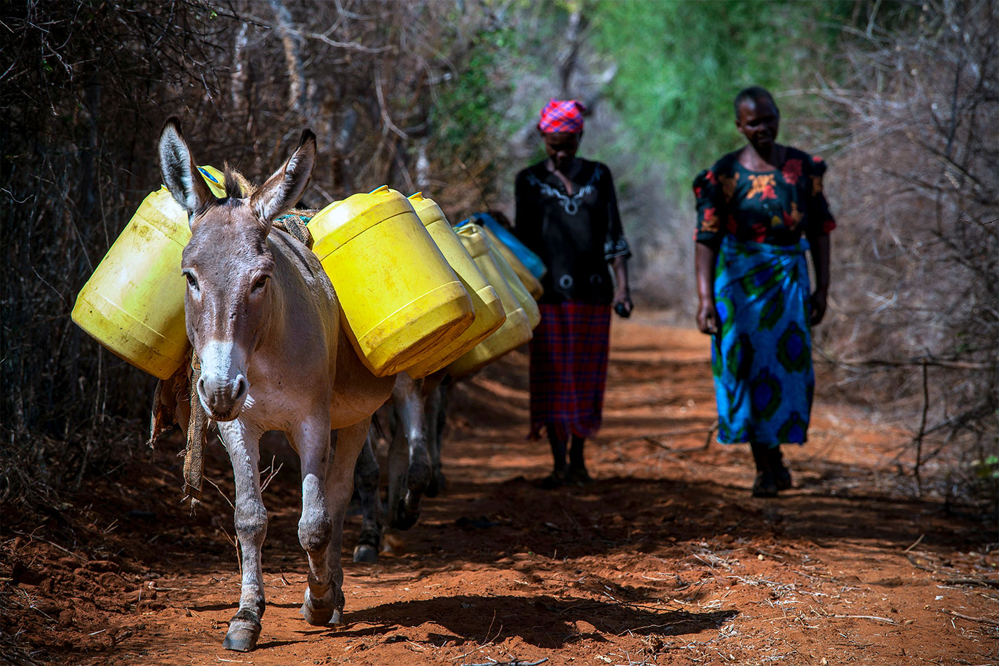 Donkeys carrying water in Kenya