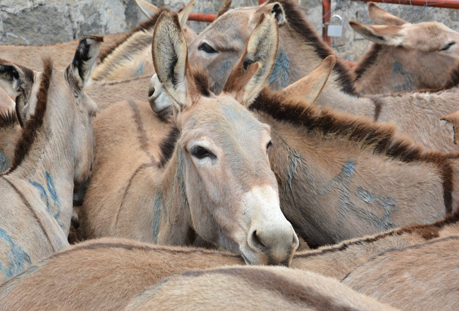 Donkeys in pen waiting slaughter