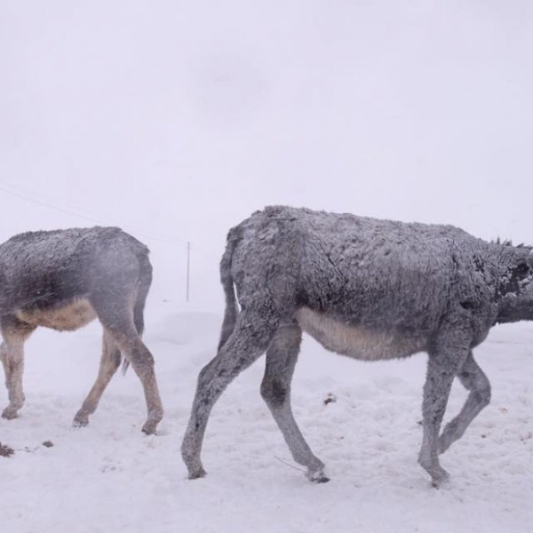Donkeys in an Italian snow storm