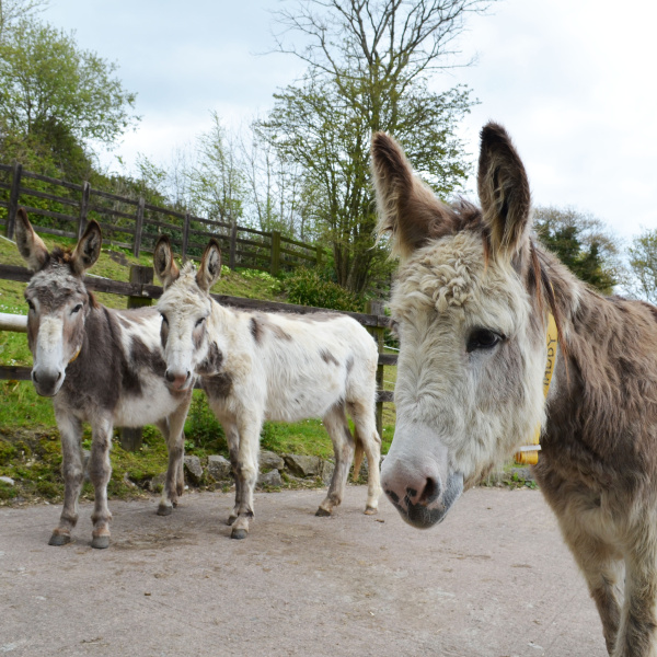 About donkey breeds | The Donkey Sanctuary