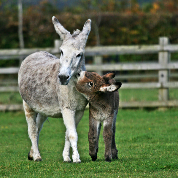 Donkey foaling: Preparation and care | The Donkey Sanctuary