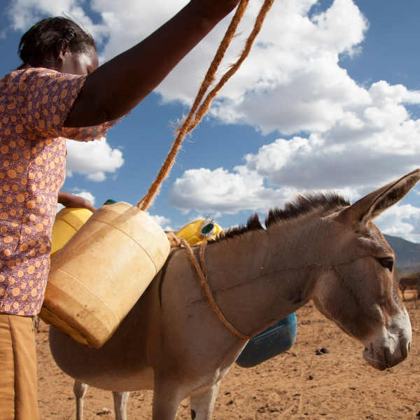 Donkey owner loading her donkey with water containers