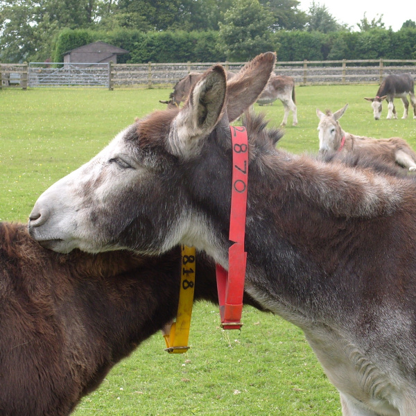 How to understand donkey behaviour | The Donkey Sanctuary