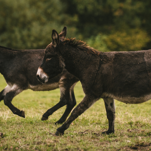Donkeys galloping in field