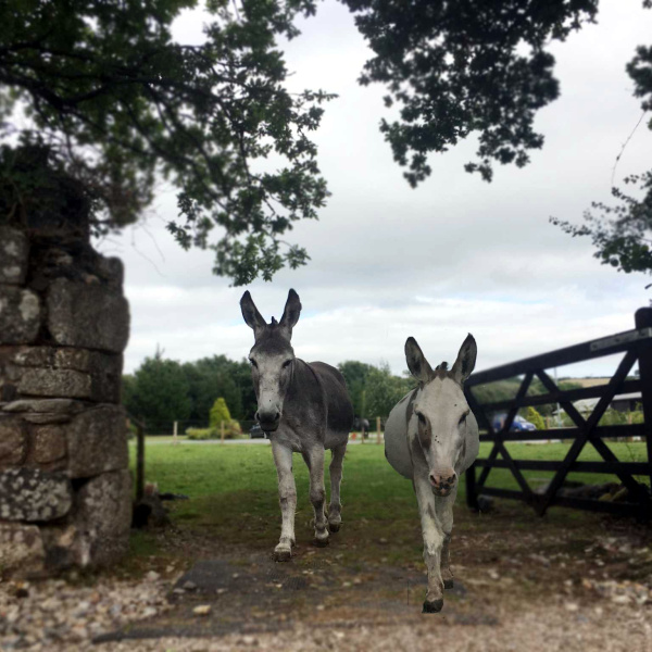 Donkeys walking through gateway in Ivybridge