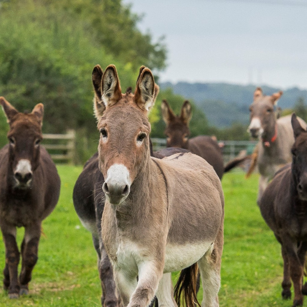 Herd of donkeys in a field