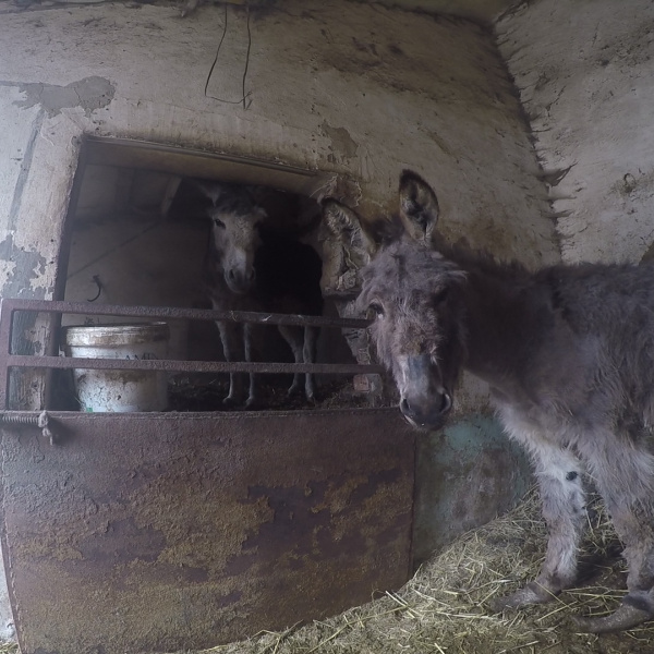 Timmy and Tommy standing in a stable before being rescued