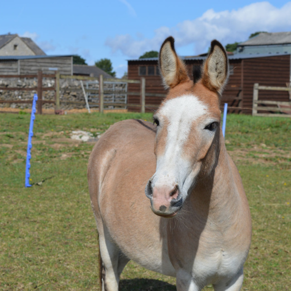 Dotty the Appleby mule