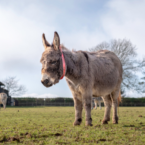 News | Channel 5 'Help the Animals' Appeal returns with a week of dedicated  programming | The Donkey Sanctuary