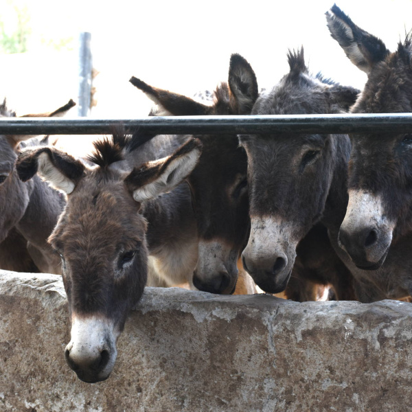 Donkeys in a slaughterhouse holding area