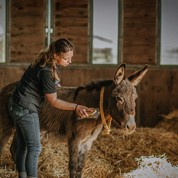 Donkey being groomed
