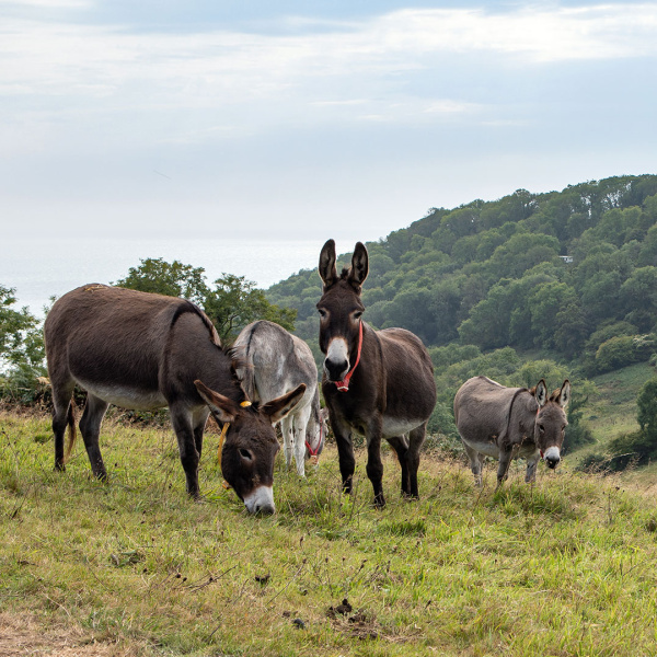 Donkeys grazing on hillside with sea view background