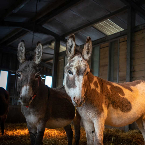 Three hygge donkeys in their barn