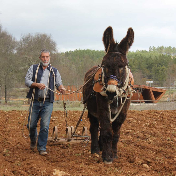 UK charities host EU panel on working animals and sustainable growth | The  Donkey Sanctuary