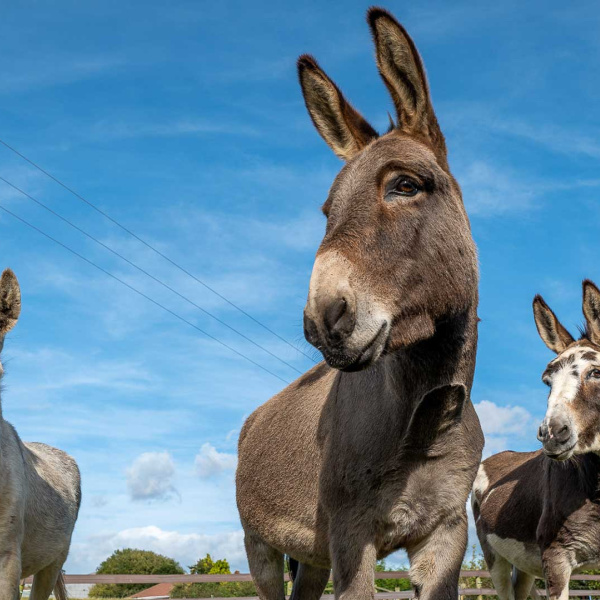 Yorkshire donkey with overgrown and twisted hooves is rescued | The Donkey  Sanctuary