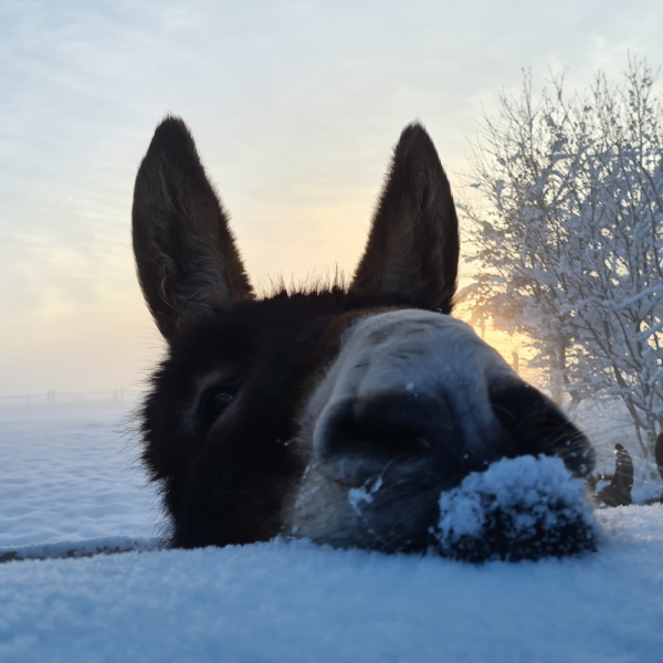 Donkey looking over a snow covered fence at The Donkey Sanctuary Leeds