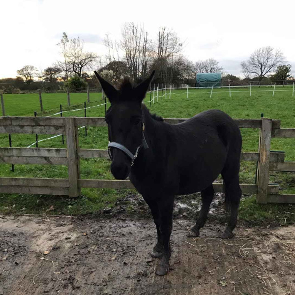 Mabel the brown mule at her new guardian home