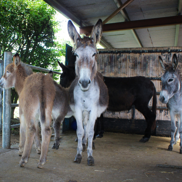 Rescued Kenmare donkeys