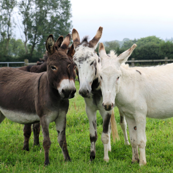 Surrey rescue donkeys in their field